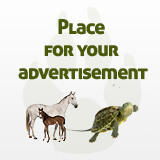Place for your advertisement