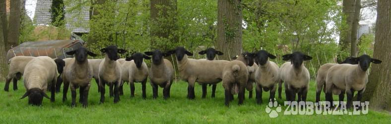 Ovce, anglické plemeno Suffolk