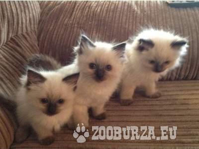 Ragdoll Kittens - Sale