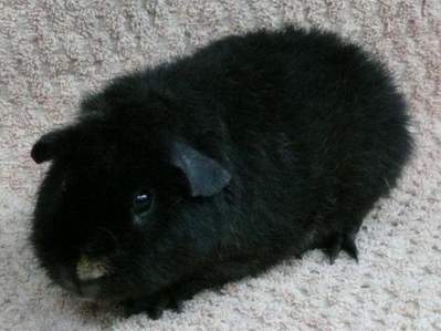 black hamsters for sale