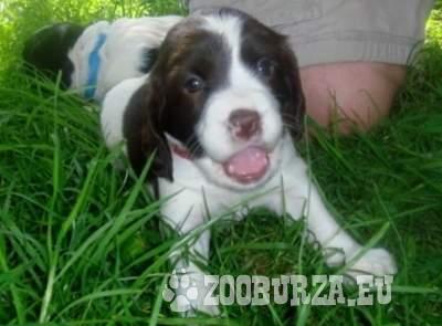 french spaniel puppies for sale