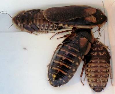 Dubia Roaches Blaptica Dubia Feeder Roaches