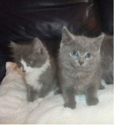 Stunning russian blue x maine coon kittens