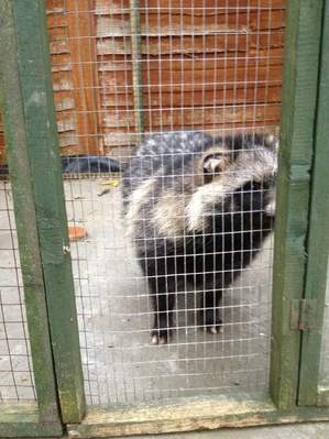 raccoon