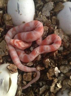 Cb13 corn snakes