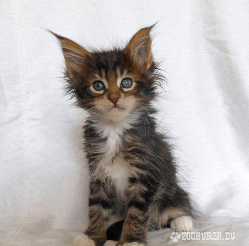 Wunderschöne Maine Coon Babys