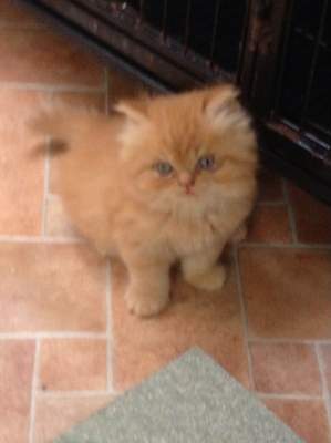 Persian Cats For Sale In Northern Ireland Persian Cats For Sale In Northern Ireland