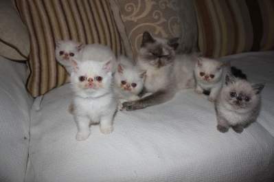 Pedigree Cats For Sale Ireland Pedigree Cats For Sale Ireland