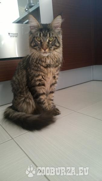Kot Maine Coon Z Rodowodem