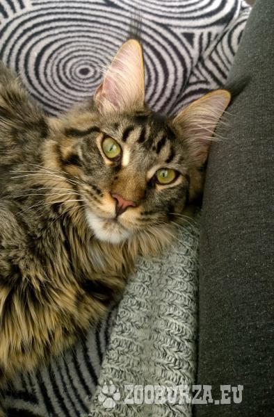 Kot Maine Coon Z Rodowodem