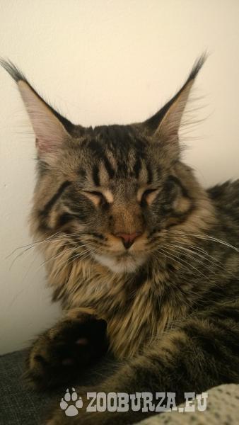 Kot Maine Coon Z Rodowodem