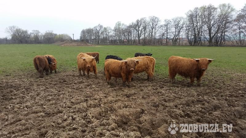 Jalovičky - Škótsky dobytok - Highland Cattle