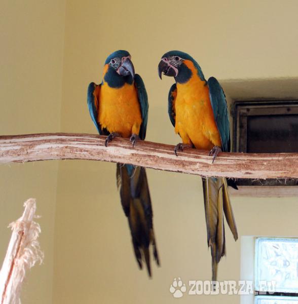 ARA KANINDA /Ara glaucogularis/