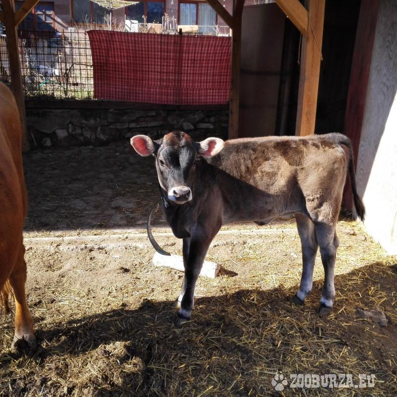 jalovička jersey x Brown Swiss