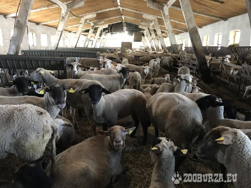 stádo oviec