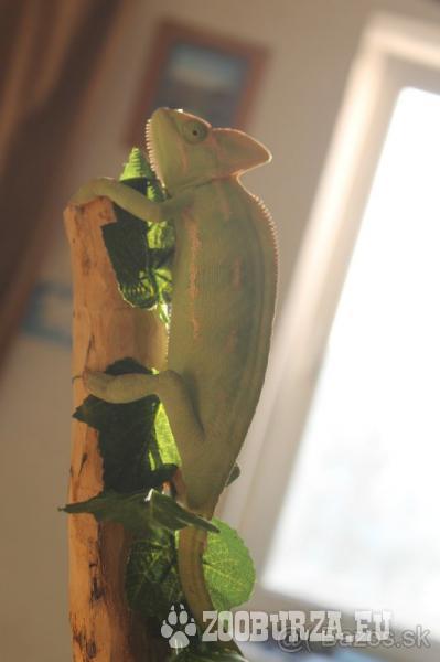 Chameleon Jemenský