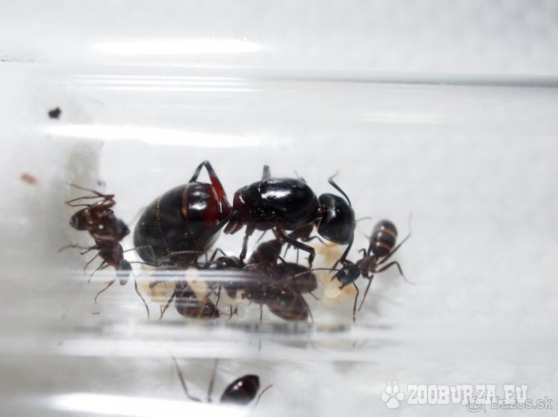 Mravce pre začiatočníkov - do chovu