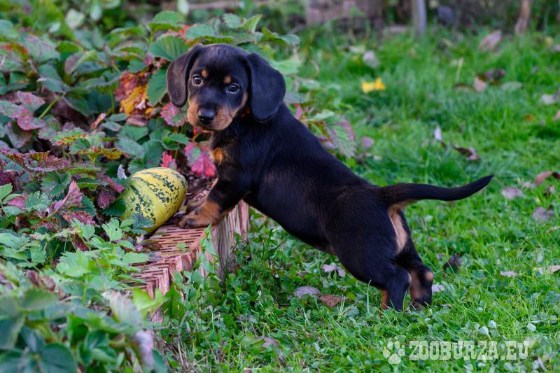 Tatranský durič šteniatka