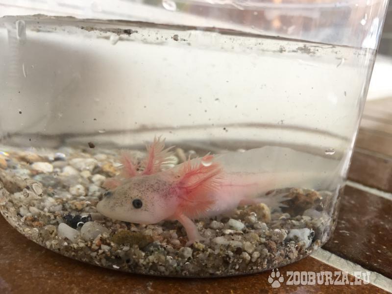 Axolot mexicky - vodný dráčik