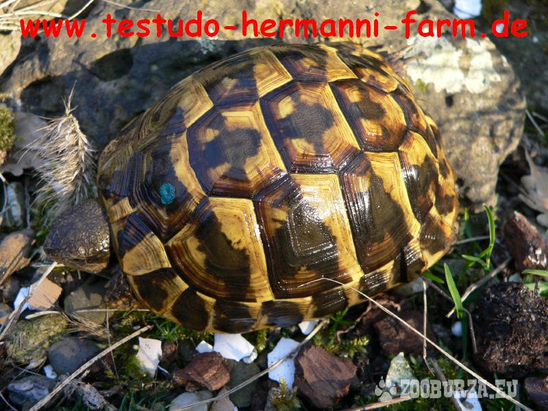 Italienische Landschildkröten Testudo h.h. NZ