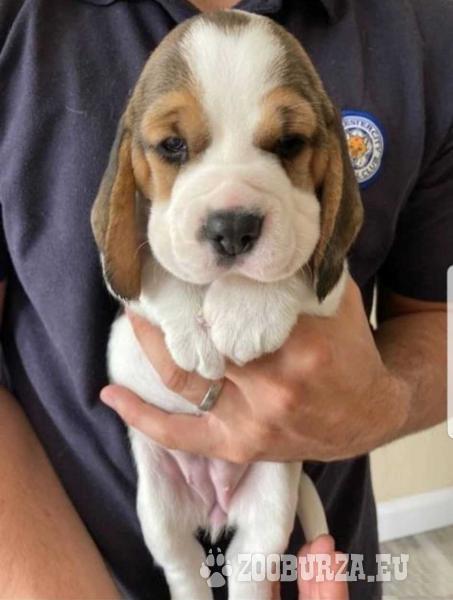 KC Registered Beagle Pups for sale
