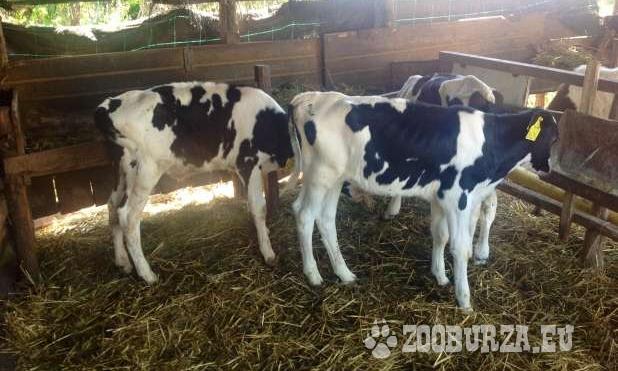 Szarvasmarha Hirdetesek Budapest Megyeben Aprohirdetesek Jofogas Hu