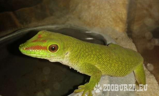 Madagaszkári nappali gekko