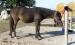 1,5 éves kanca póni - Eladás