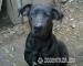 1 éves Német Dog - Eladás