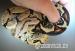 Boa constrictor imperator - Honduras Nikaragua - Prodej