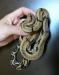 Boa constrictor imperator - Honduras Nikaragua - Prodej