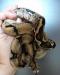 Boa constrictor imperator - Honduras Nikaragua - Prodej
