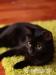 Ročná čierna mačka - Darovanie