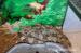 Veľhad kráľovský (boa constrictor) - Predaj