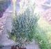 Buxus - Krušpán 40/50 cm - Predaj