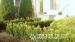 Buxus - Krušpán 40/50 cm - Predaj