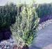 Buxus - Krušpán 40/50 cm - Predaj