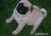 Mops - Predaj