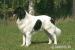 Landseer štěňata - Prodej