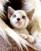 Devon rex mačiatka - Predaj