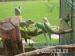 Alexander veľký - Predaj