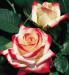 Záhonové ruže - Predaj