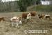 Krávy plemene Hereford - Prodej