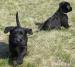 Knírač velký černý - Prodej
