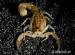Scorpion Hottentotta trilineatus  - Predaj