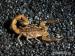 Scorpion Hottentotta trilineatus  - Predaj