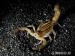 Scorpion Hottentotta trilineatus  - Predaj