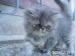 Krásná perská koťata - Prodej