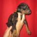 Šteniatka čistokrvných Dobermanov - Predaj