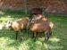 Ovce kamerunská - Prodej
